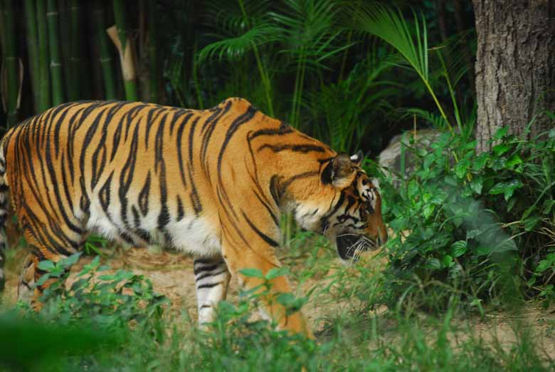 インドシナトラ